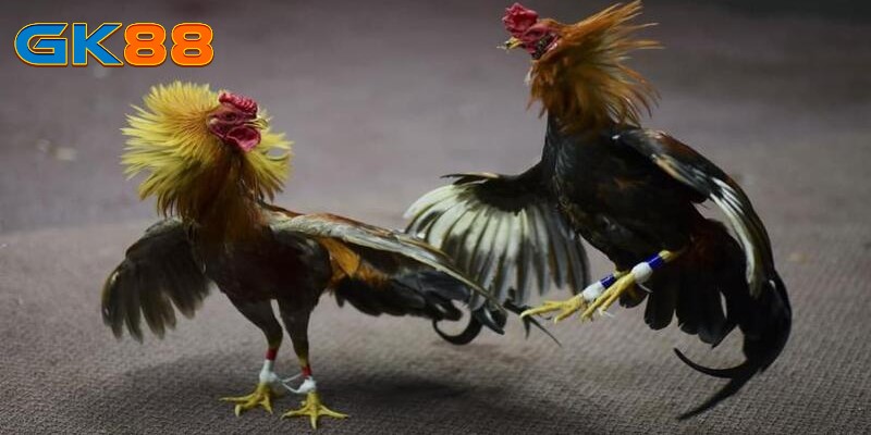 tieu-chi-lua-chon-app-da-ga-uy-tin